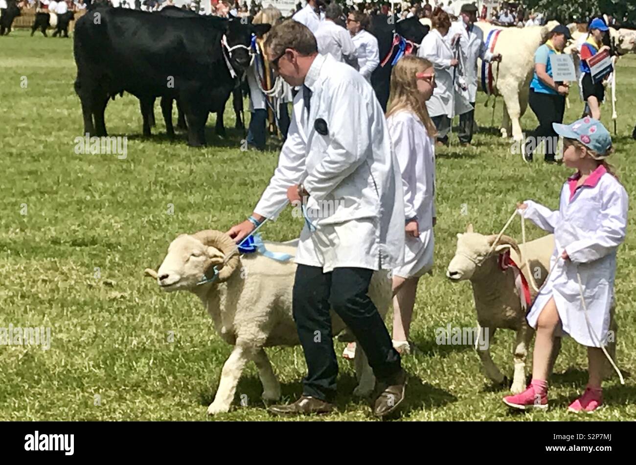 Livestock parade at the bath and west show - Smartphone Captured Stock Image