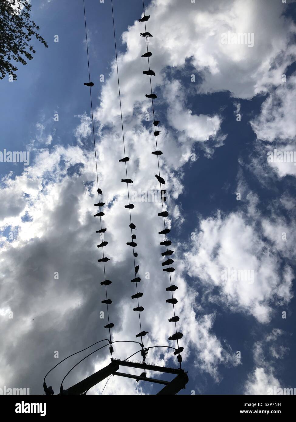 Birds on wire pigeons clouds sky Stock Photo Alamy