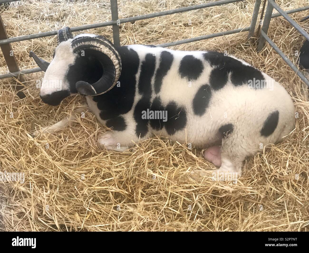 Jacob ram at the bath and west show - Smartphone Captured Stock Image