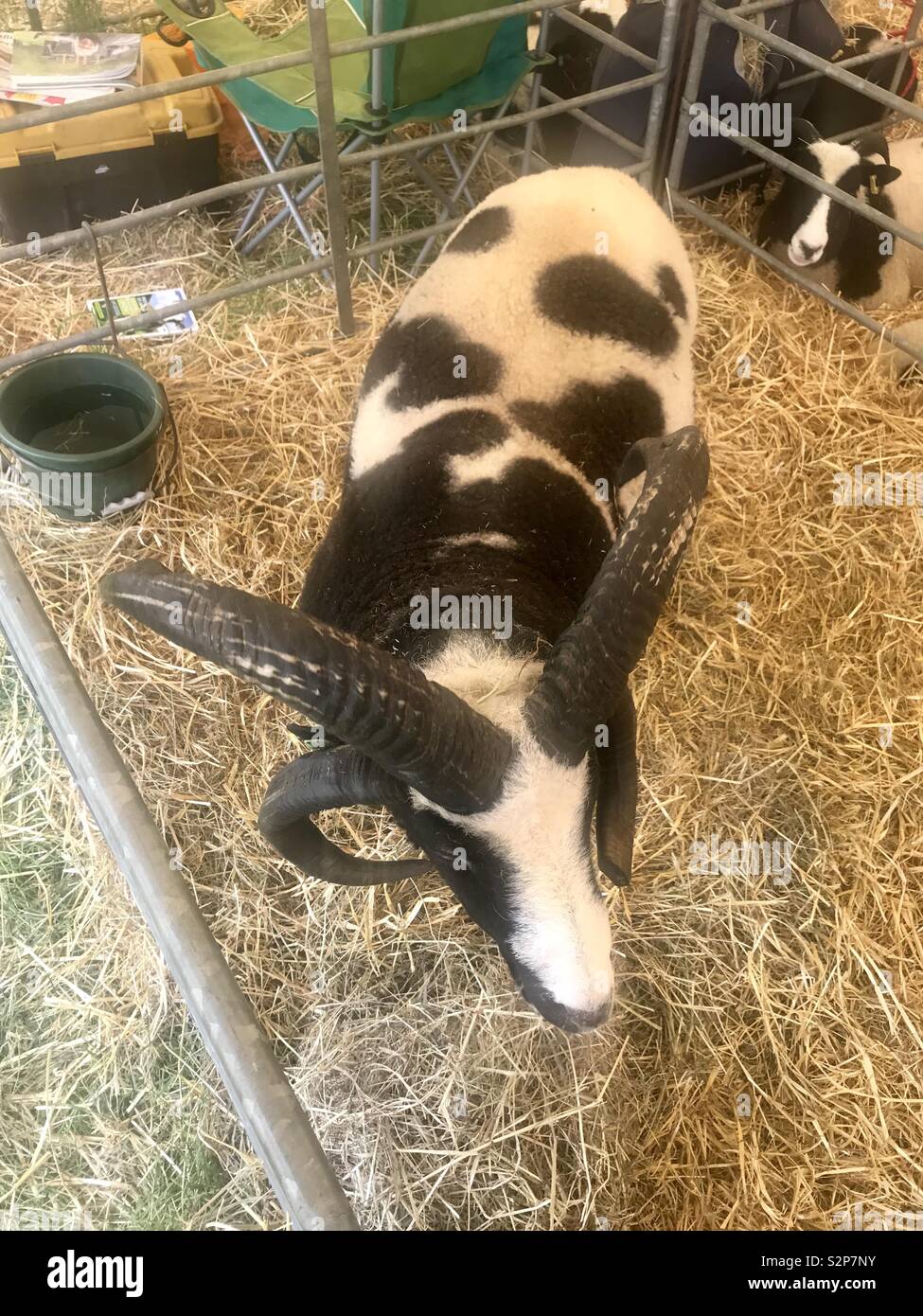 Jacob ram at the bath and west show - Smartphone Captured Stock Image