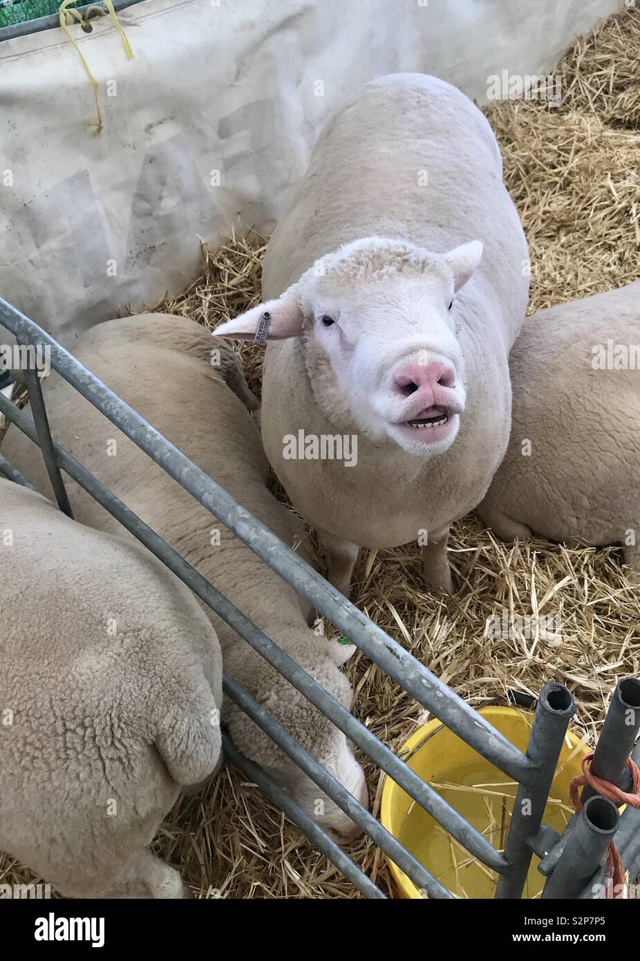 Sheep at the bath and west show - Smartphone Captured Stock Image