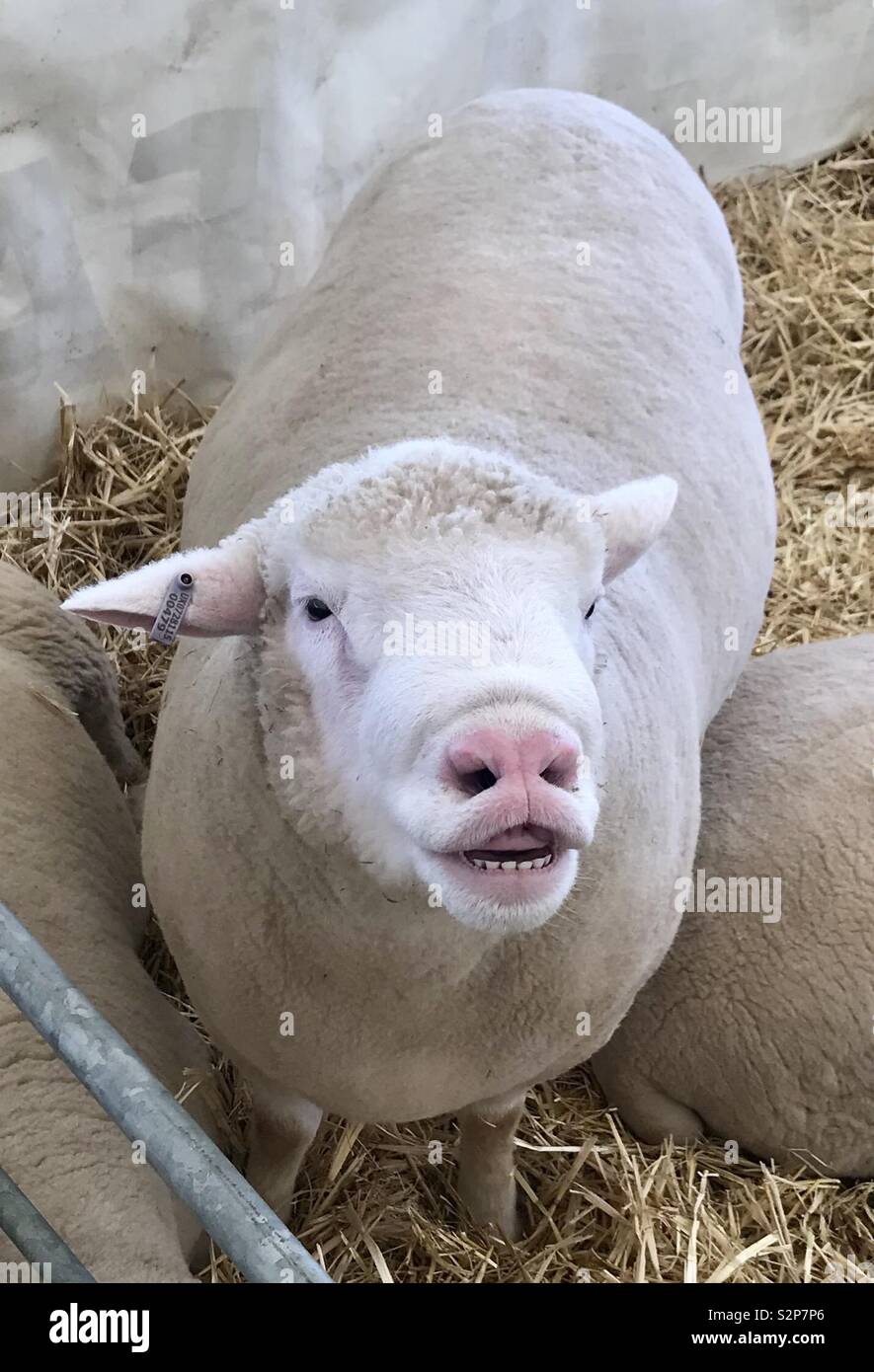 Sheep at the bath and west show - Smartphone Captured Stock Image