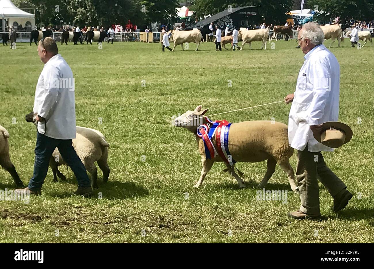 Livestock parade at the bath and west show - Smartphone Captured Stock Image