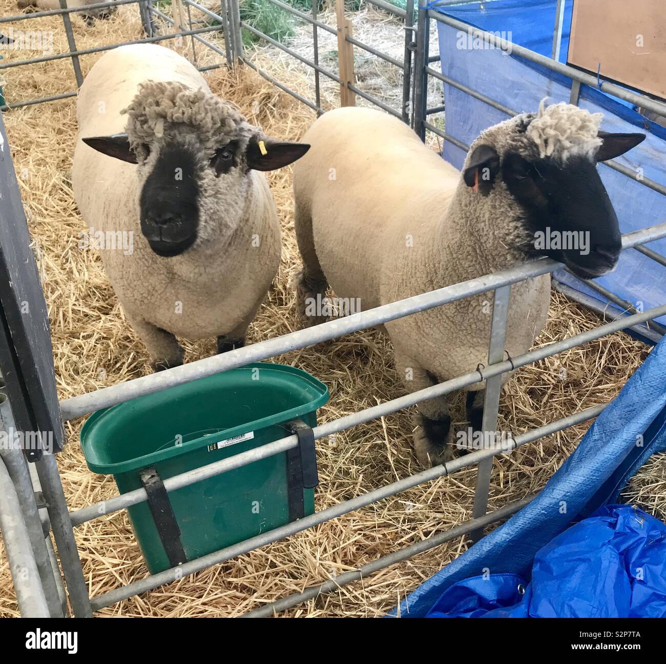 Livestock parade at the bath and west show - Smartphone Captured Stock Image