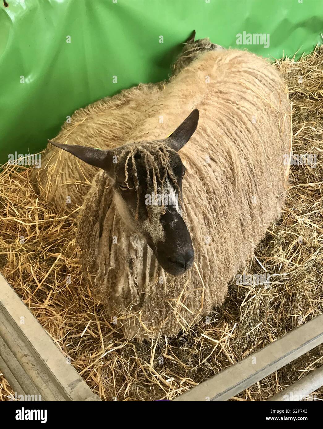 Sheep at the bath and west show - Smartphone Captured Stock Image