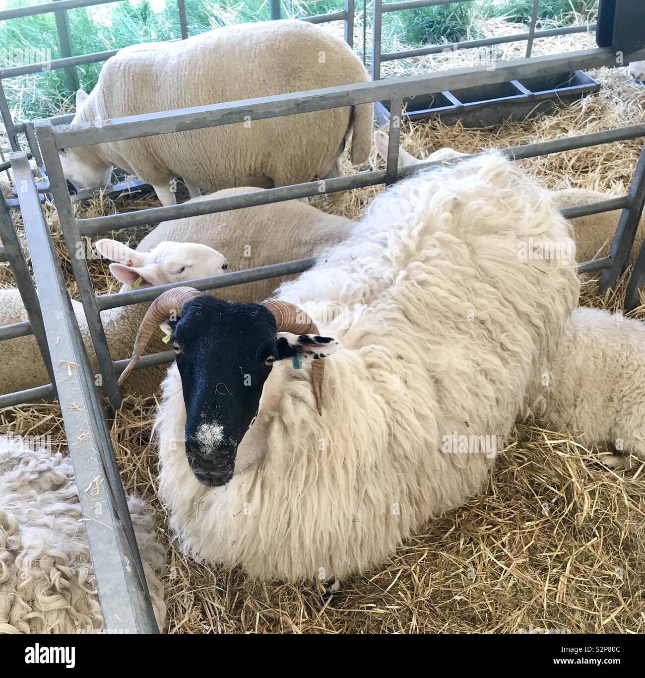 Sheep at the bath and west show - Smartphone Captured Stock Image