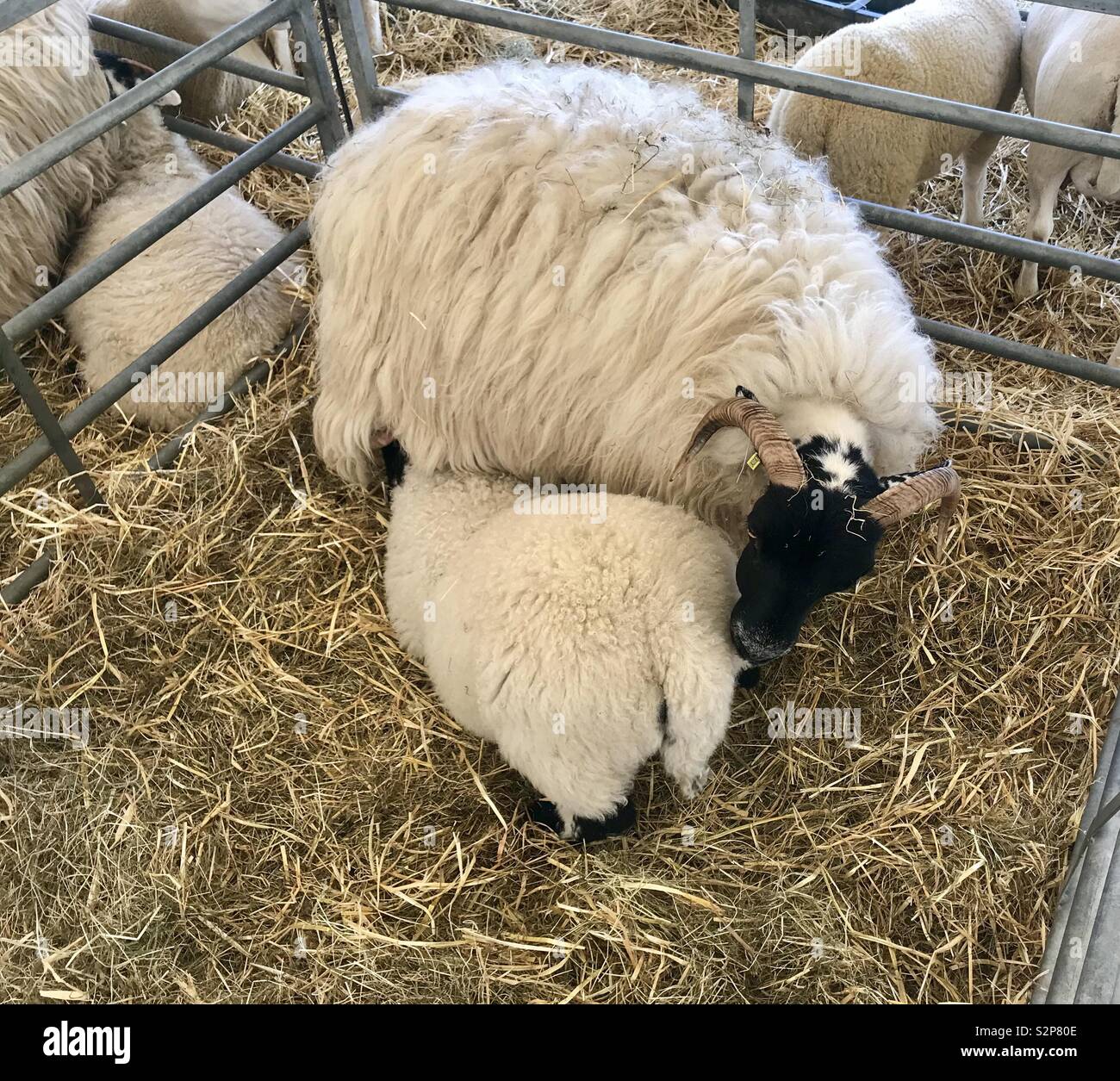 Sheep at the bath and west show - Smartphone Captured Stock Image