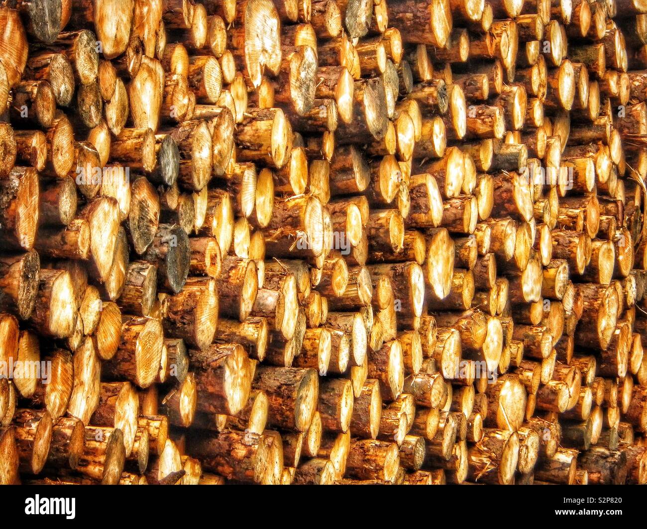 Cut timber stacked in a wood store - Smartphone Captured Stock Image