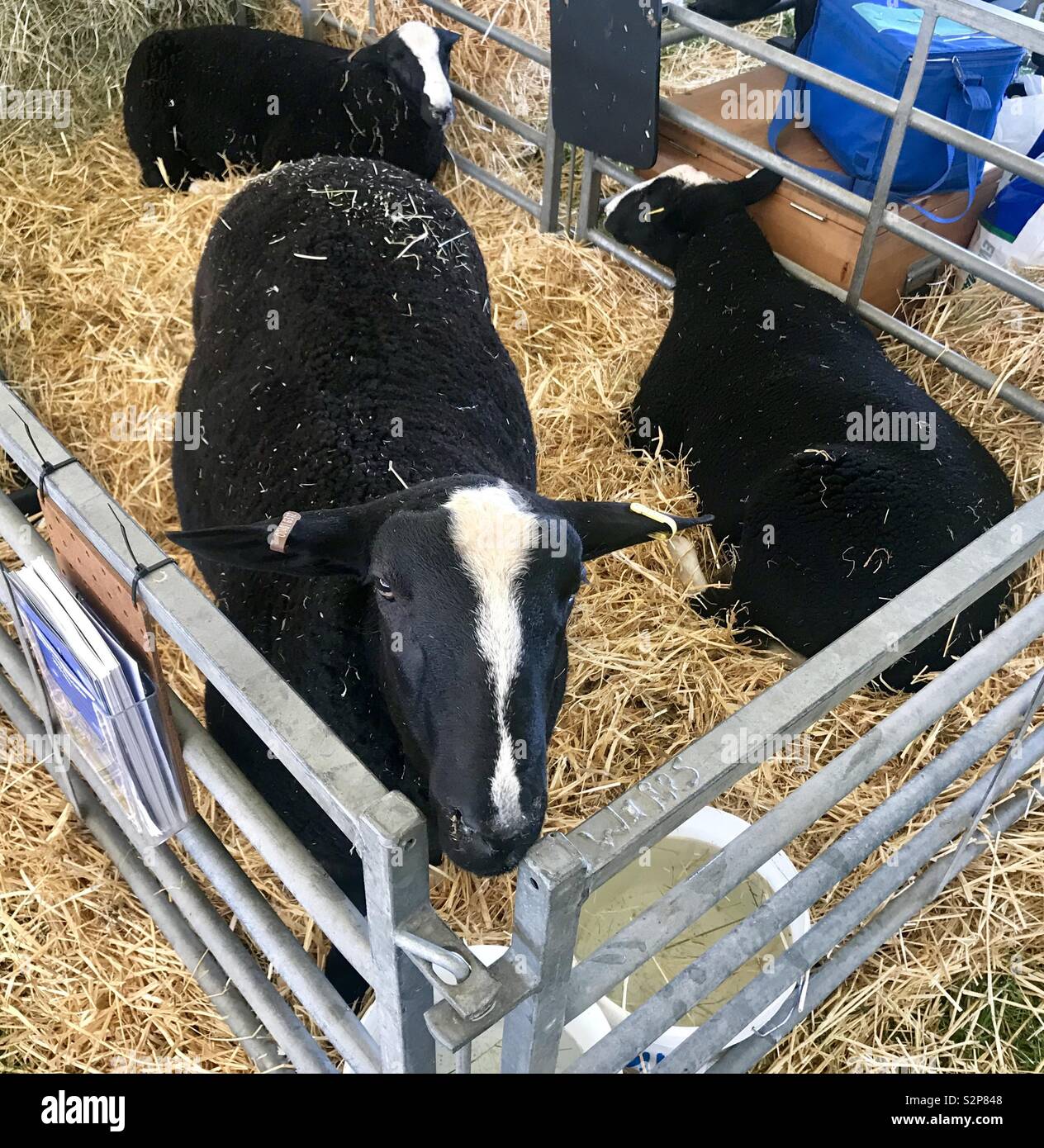 Sheep at the bath and west show - Smartphone Captured Stock Image