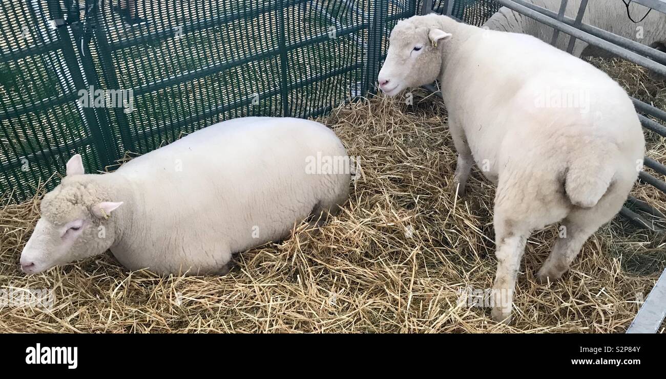 Sheep at the bath and west show - Smartphone Captured Stock Image