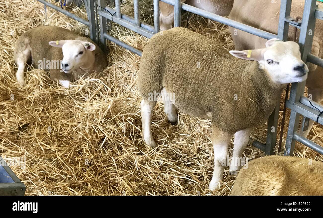 Sheep at the bath and west show - Smartphone Captured Stock Image
