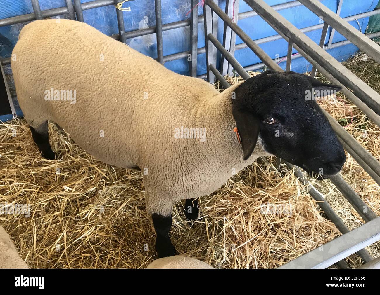 Sheep at the bath and west show - Smartphone Captured Stock Image