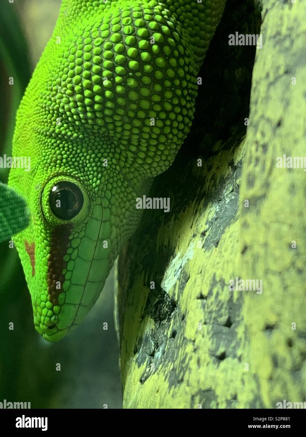 Exotic gecko climbing on wall in the wild Stock Photo Alamy
