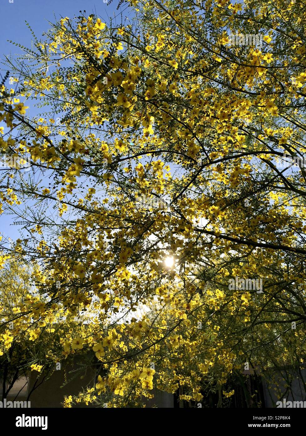 Yellow flowering tree with sun shining thru branches Stock Photo Alamy