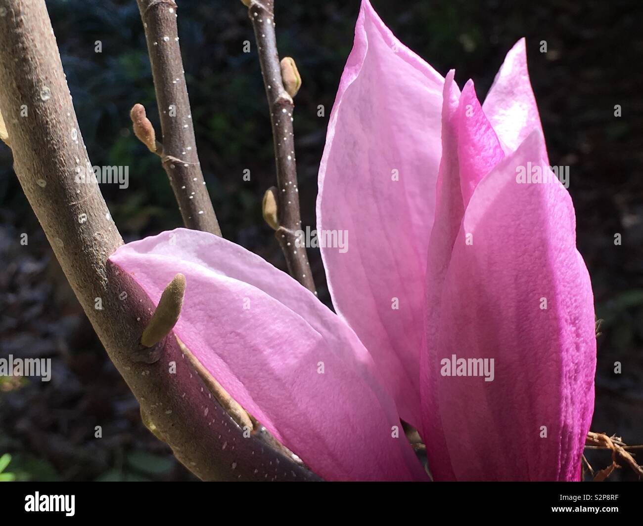 Decidious magnolia x Jane bud in early spring. Stock Photo