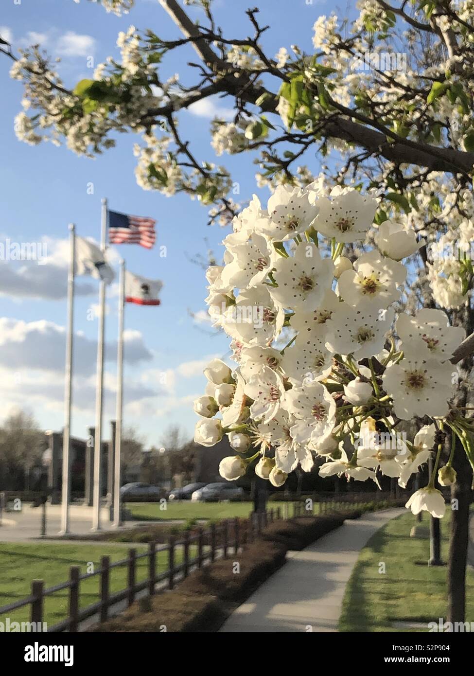 Cherry blossom spring in USA Stock Photo Alamy