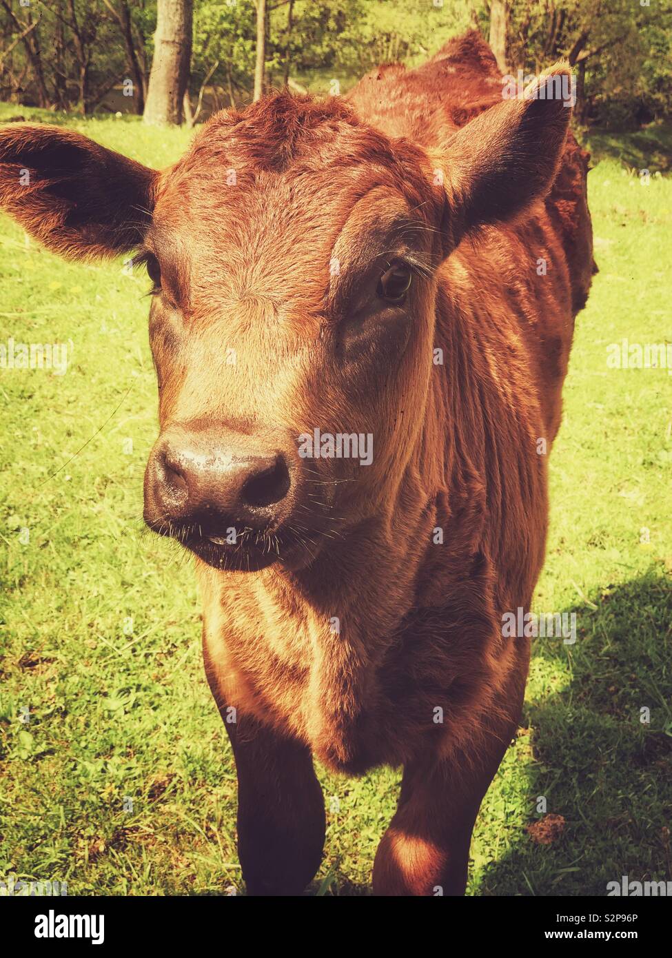 Closeup of brown cow calf in a grassy field - Smartphone Captured Stock Image
