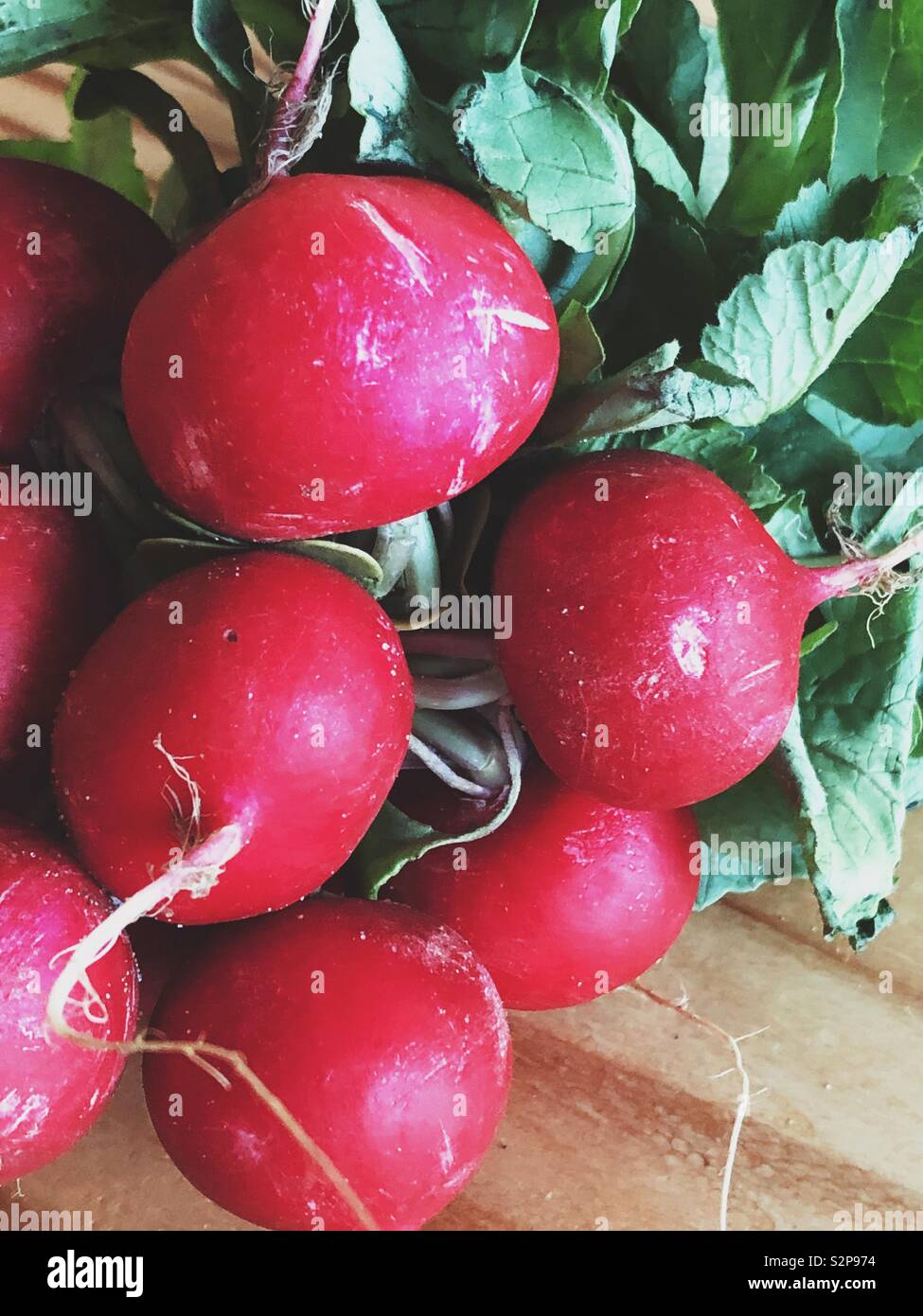 Closeup of fresh red radishes with leaves - Smartphone Captured Stock Image