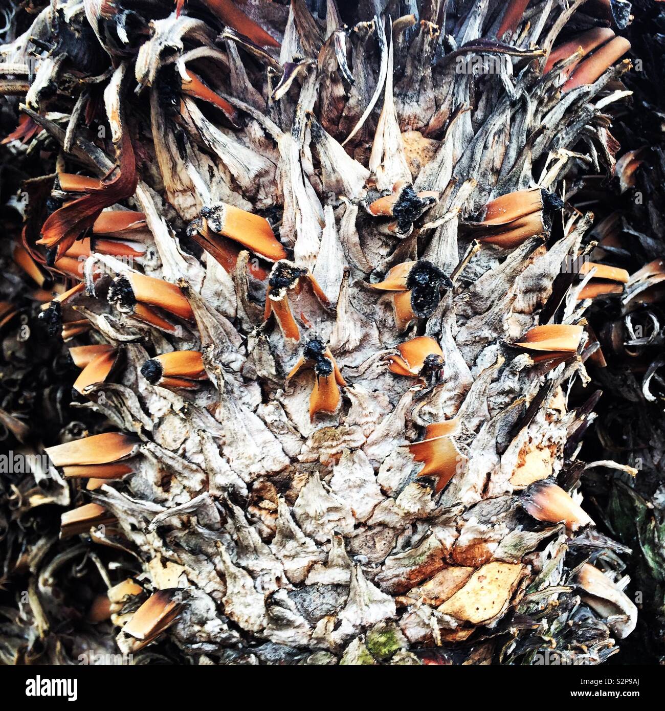 Palm tree trunk - Smartphone Captured Stock Image