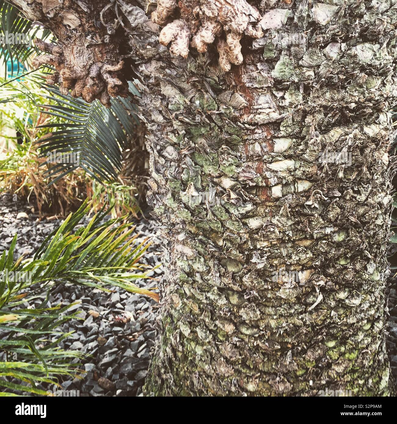 Palm tree trunk - Smartphone Captured Stock Image