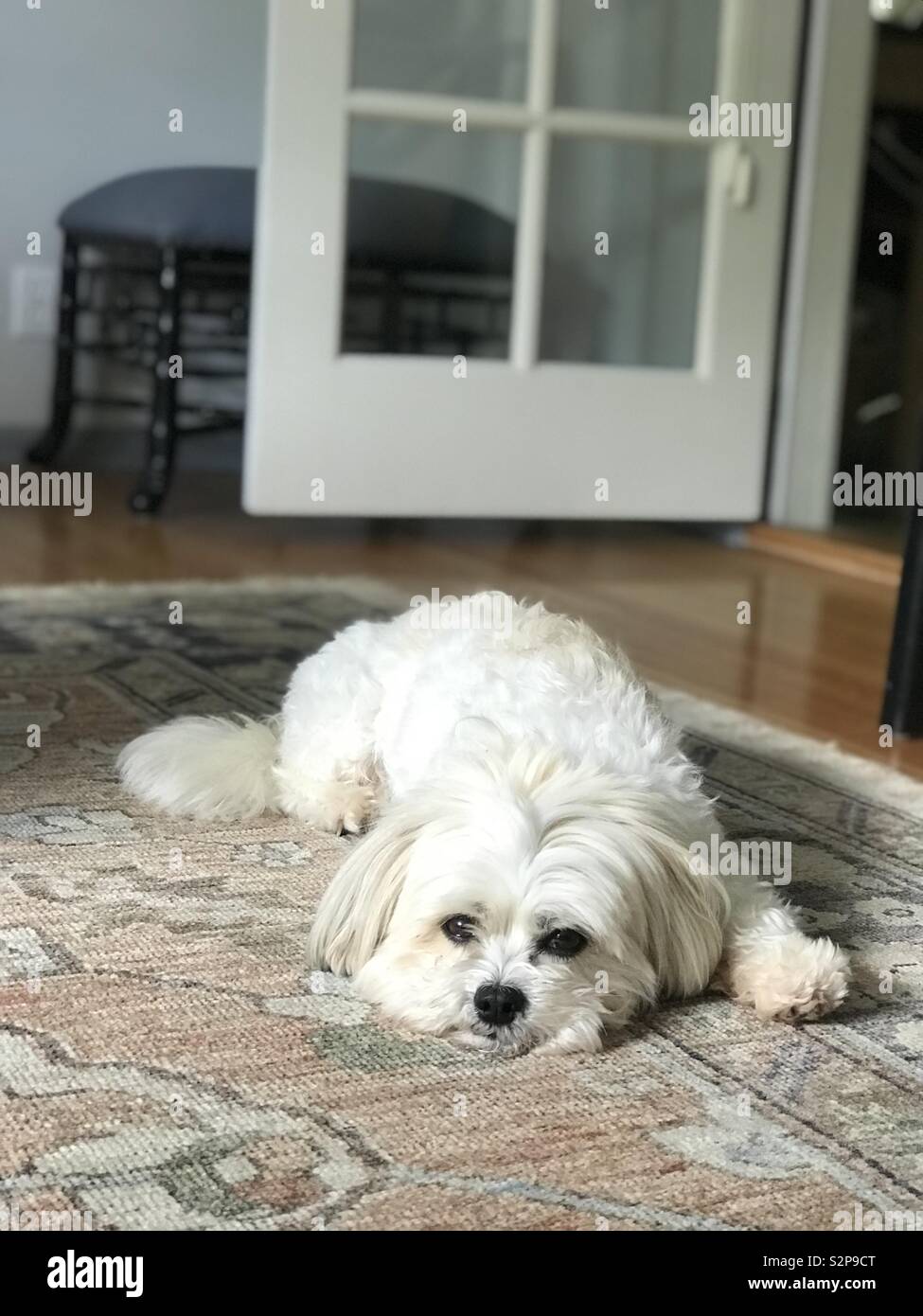Dog laying on rug Stock Photo Alamy