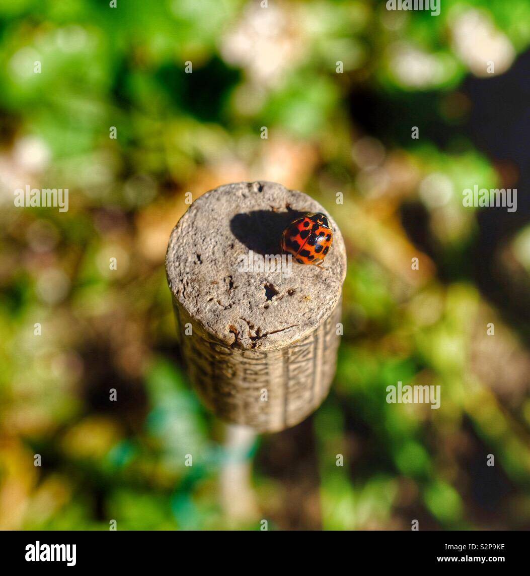 Ladybird on a Cork - Smartphone Captured Stock Image