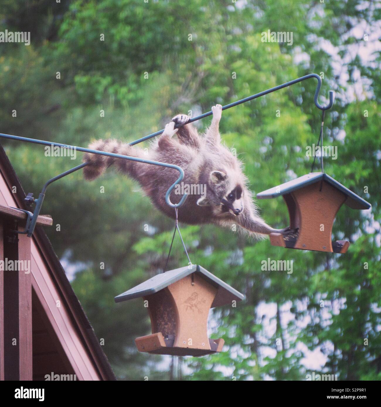 Raccoon on hanging bird feeder, Wayne County, Pennsylvania Stock Photo