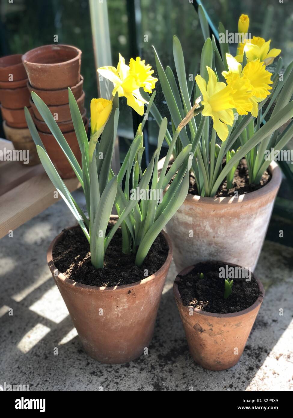 Daffodils in the greenhouse - Smartphone Captured Stock Image