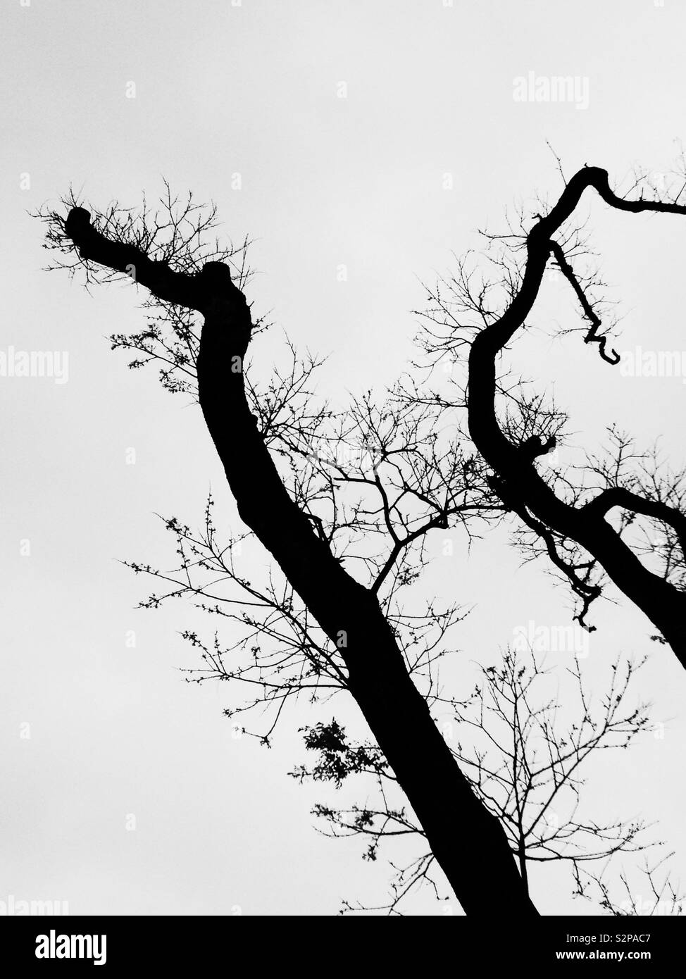 Monochromatic abstract view of silhouette tree branches Stock Photo