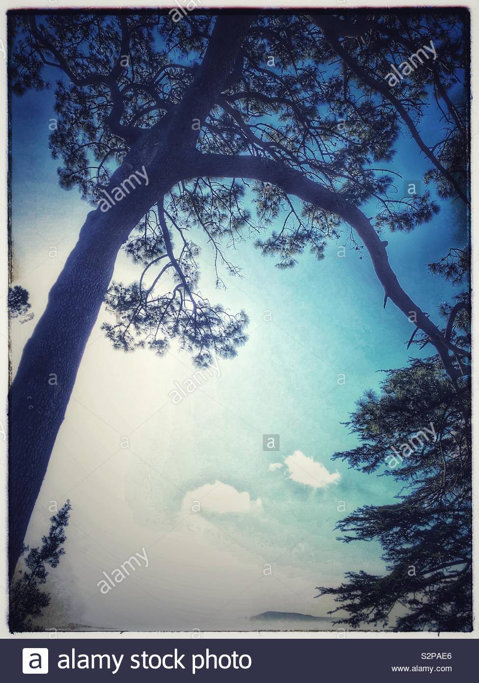 Tree silhouette with blue sky background Stock Photo - Alamy
