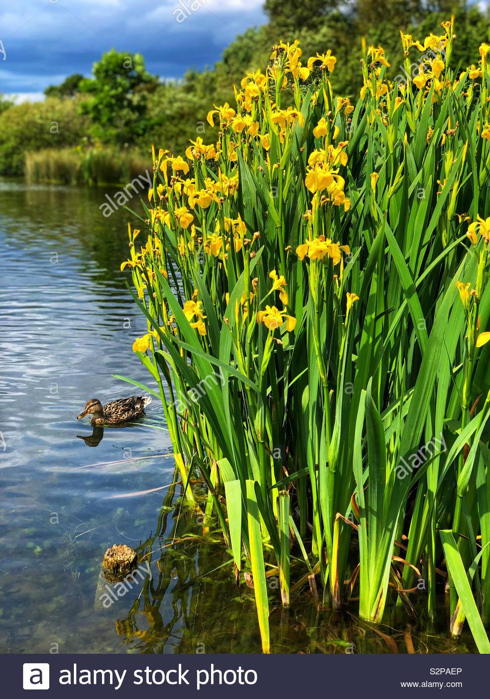 Duck-flower stock photo - Minden Pictures