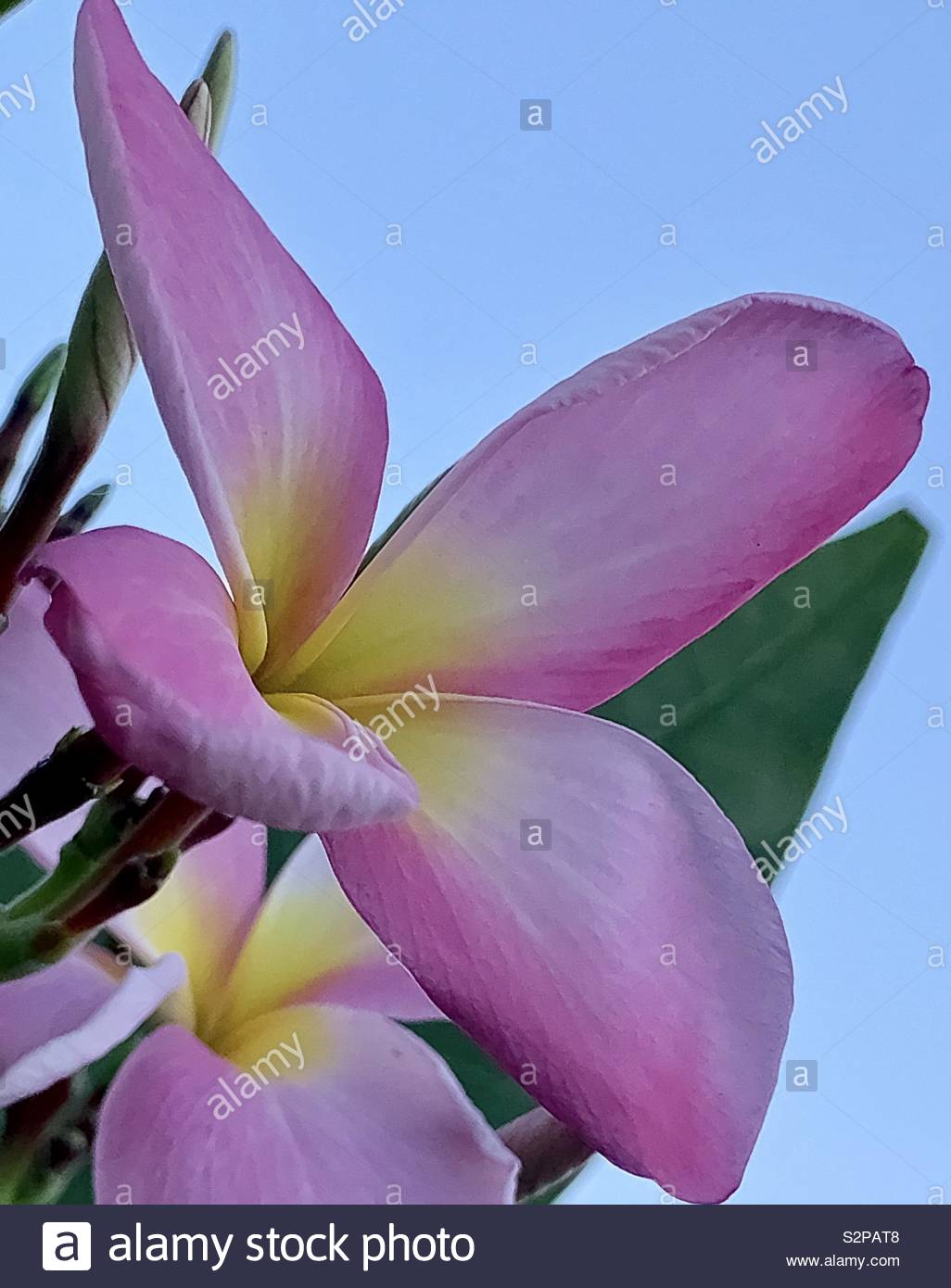 Plumeria blooms hires stock photography and images Alamy