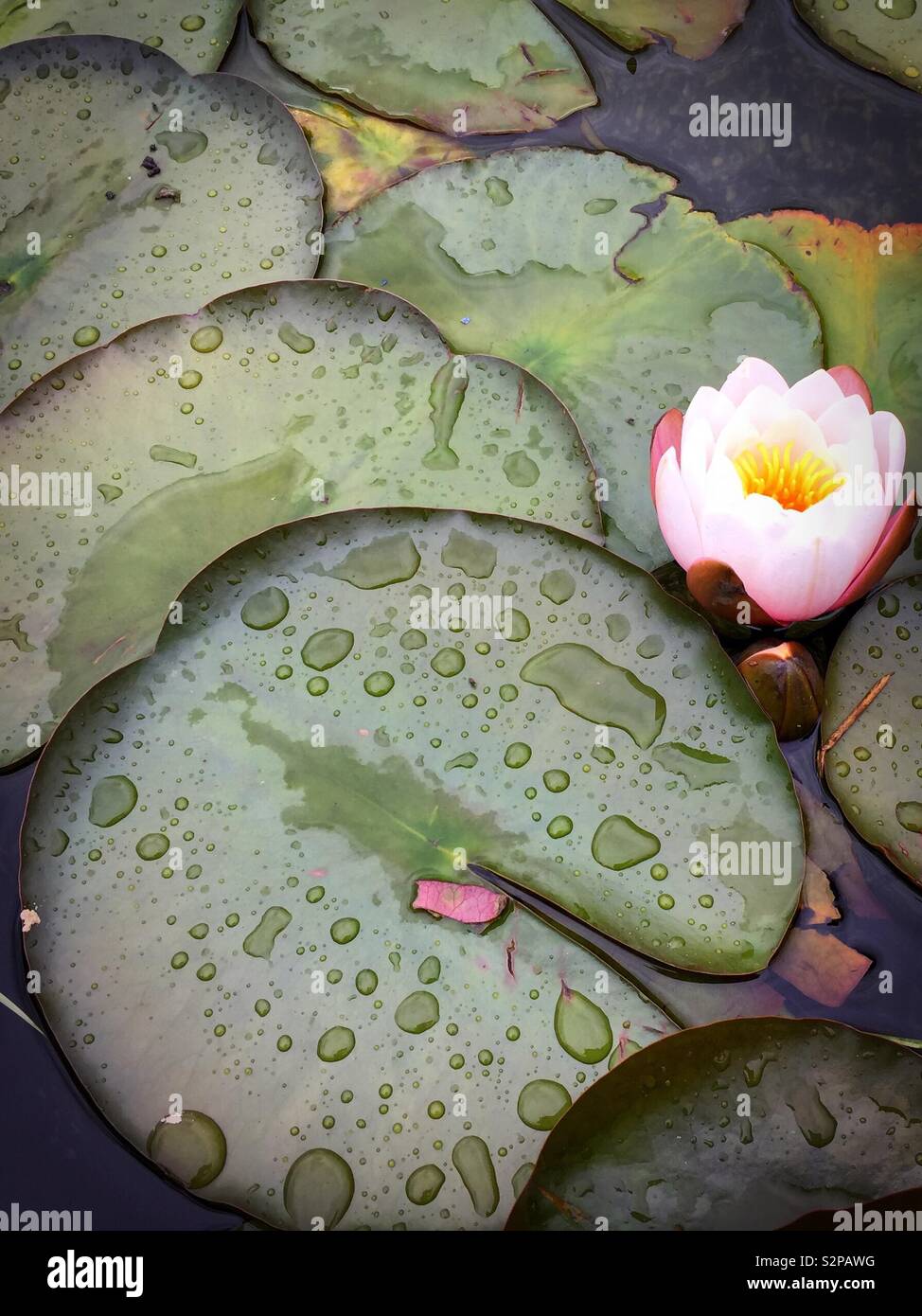 Waterlilly and water lilies in a pond with water droplets in the leaves.  Nymphaeaceae and Nymphaea Stock Photo