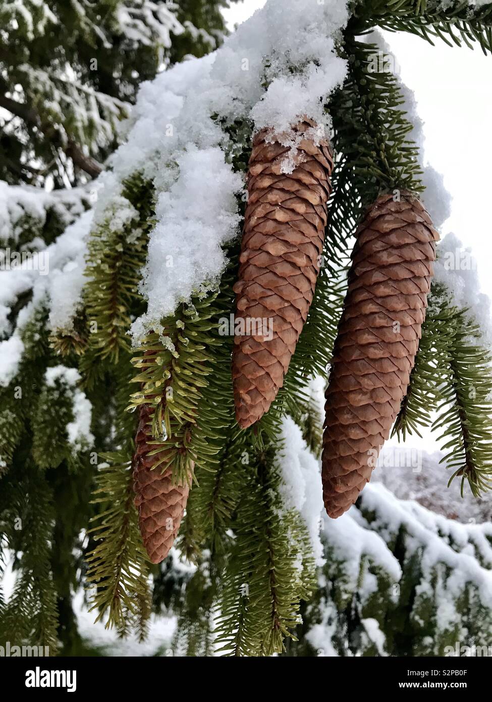 Pine cone snow hi-res stock photography and images - Alamy