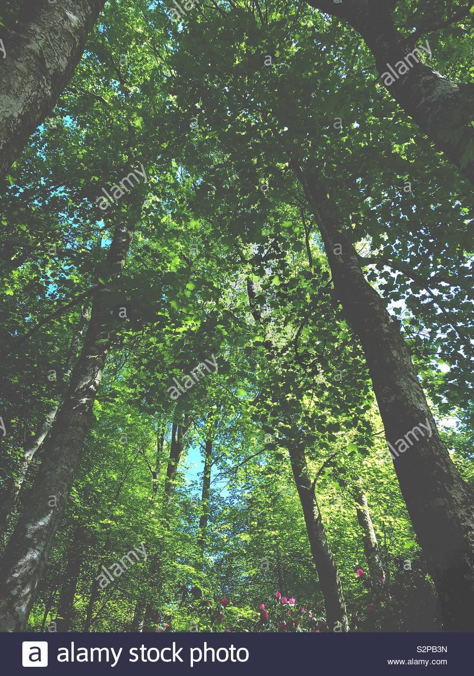 English spring hi-res stock photography and images - Alamy