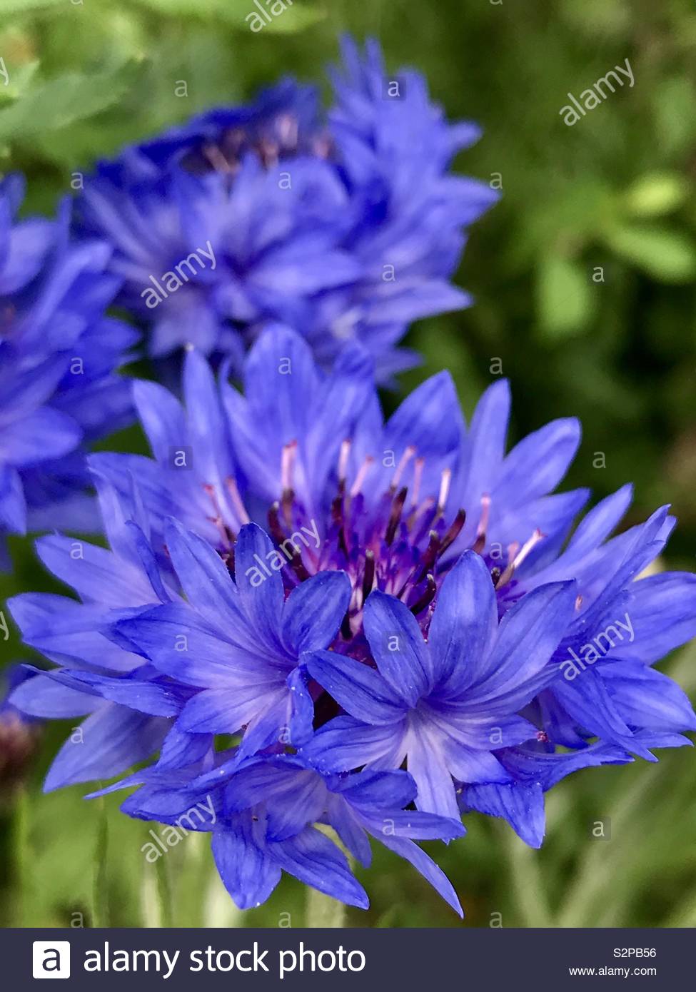 Wild Blue cornflower - Bachelor Button Stock Photo