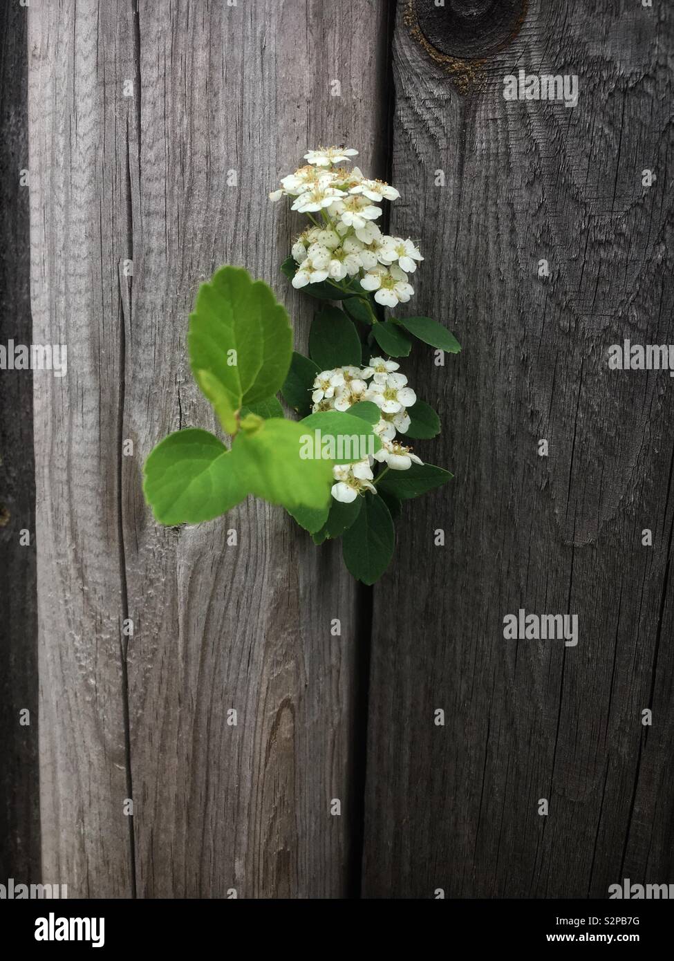 Spiraea 'Halwards Silver' Flowering Shrubs with many small white flowers peeking thru a weathered wood fence. - Smartphone Captured Stock Image