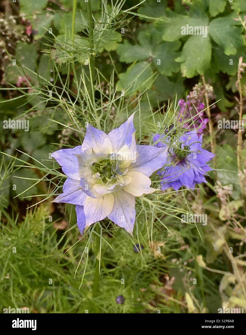 Love in the mist flower in a spring garden - Smartphone Captured Stock Image