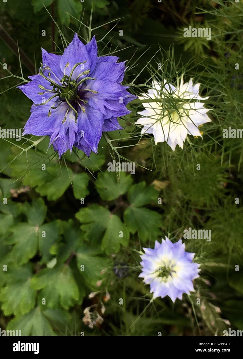 Blue and white flower heads against a green leaf background - Smartphone Captured Stock Image