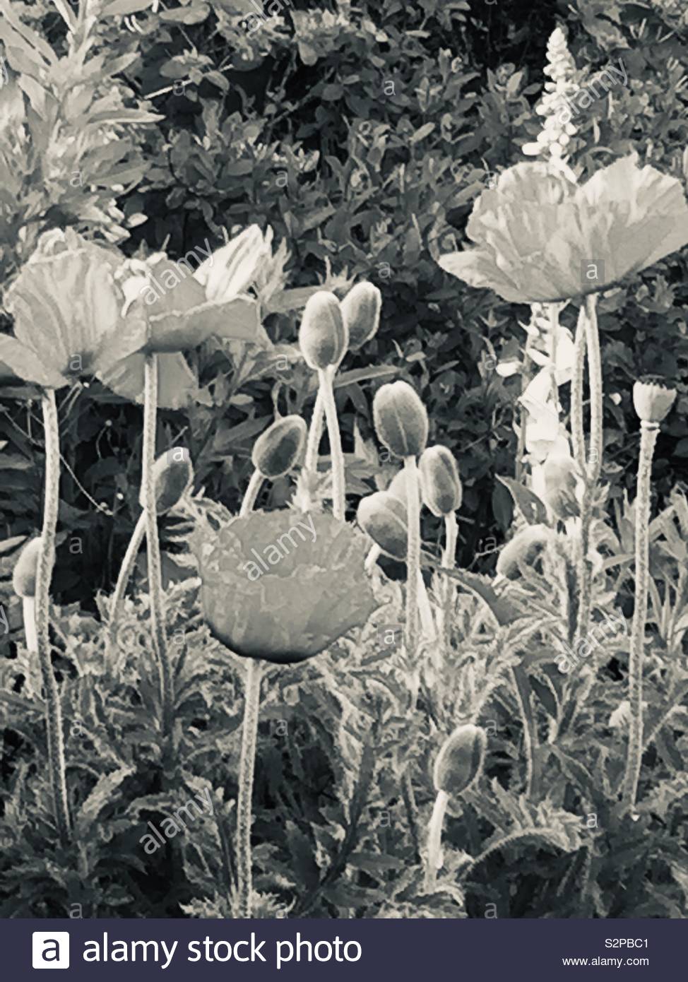 Black and White Poppies Stock Photo Alamy