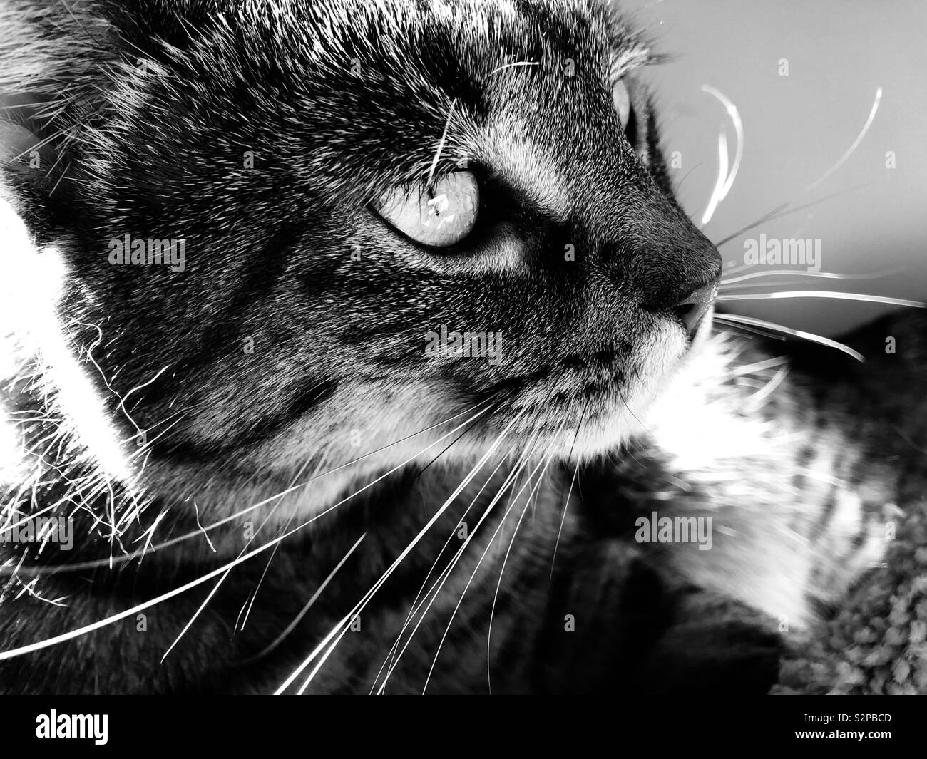 Tabby cat in sun in black & white Stock Photo