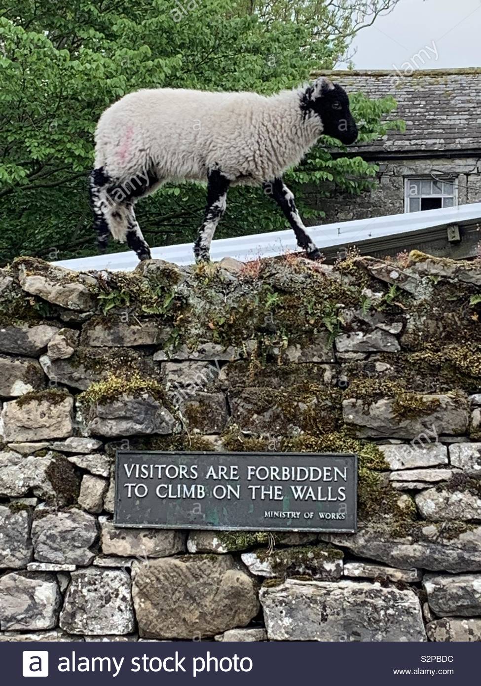Funny quote sheep Stock Photo - Alamy Funny quote sheep Stock Photo - Alamy