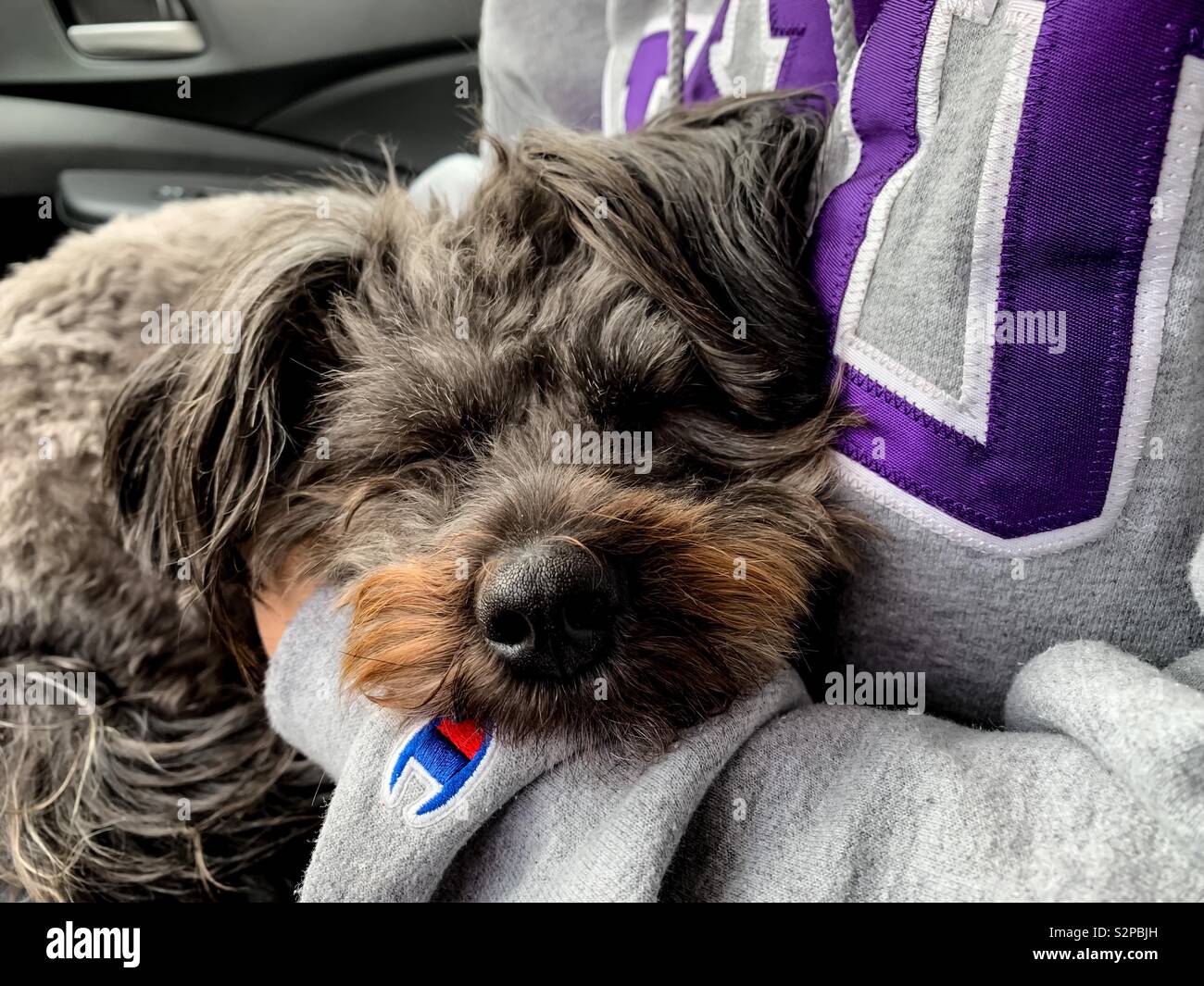 Little dog asleep on owner’s lap Stock Photo