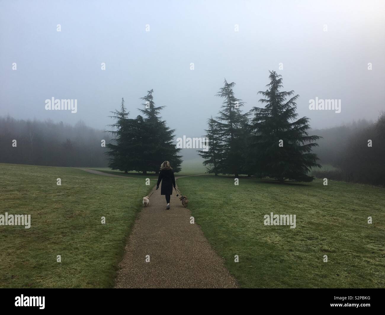 Lady in the mist walking her doggies Stock Photo