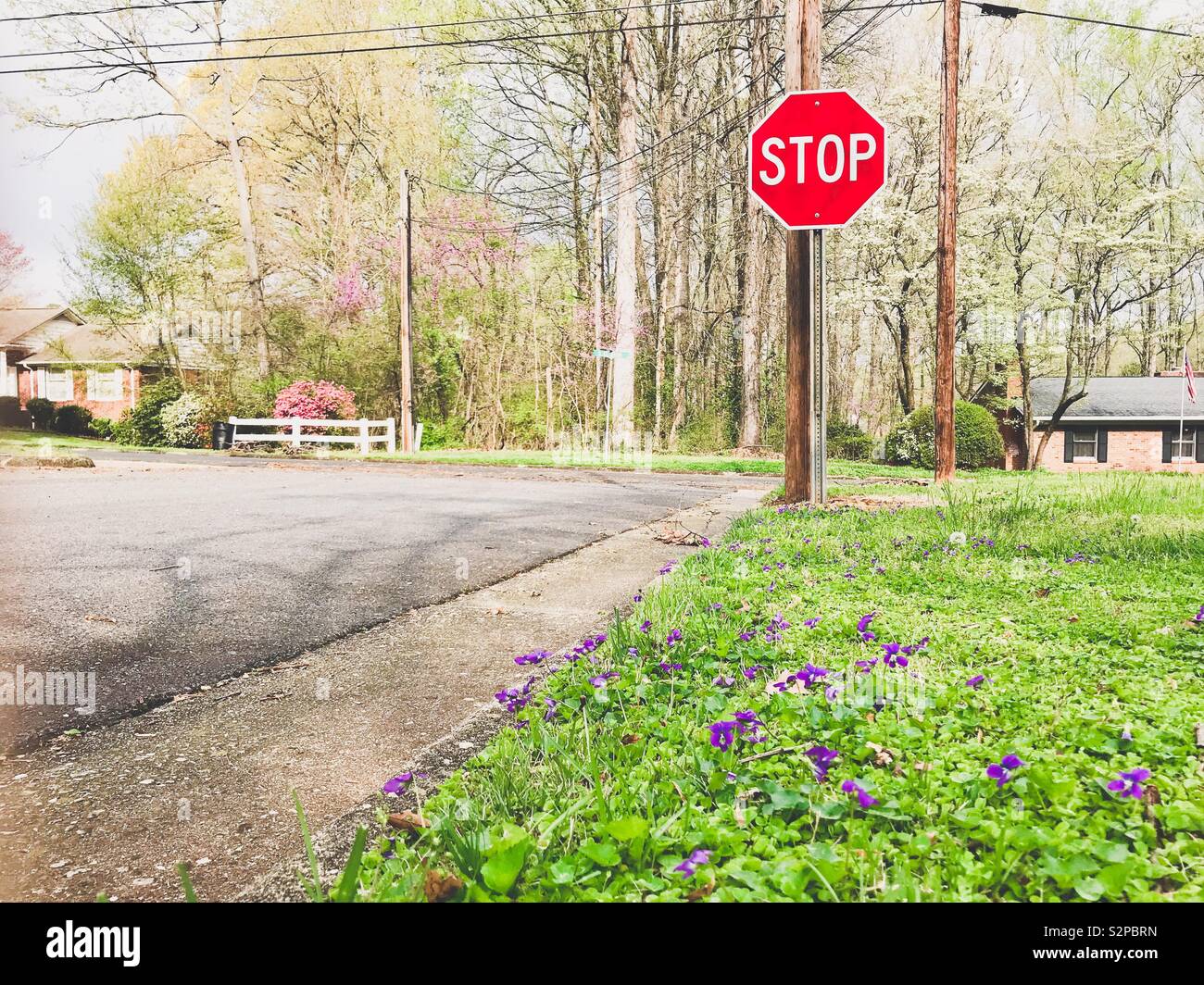 Springtime photo of purple violets and pink azaleas blooming alongside road at small town intersection with stop sign - Smartphone Captured Stock Image