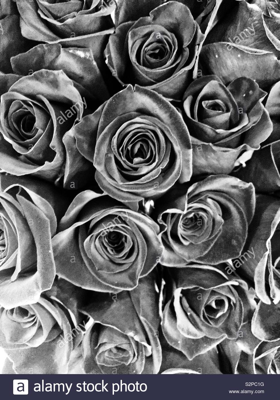 Beautiful bouquet of fresh roses in full bloom and black and white. Stock Photo