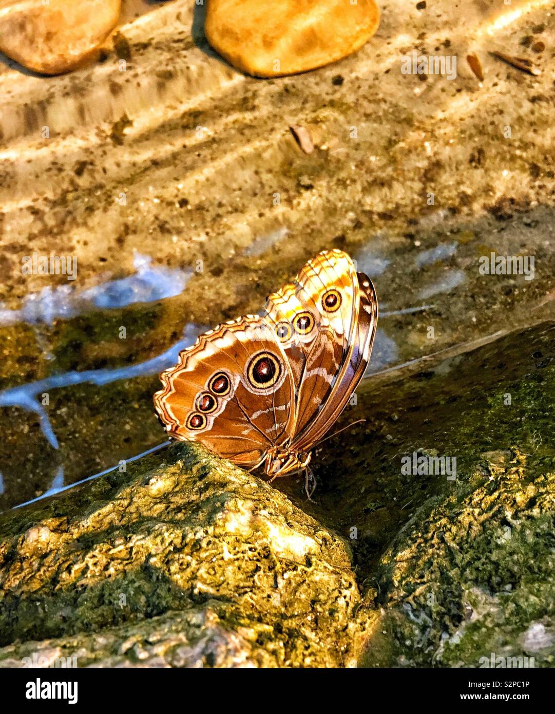 Blue morpho butterfly with closed wings showing brown and white camouflage with eye spots against rocks by stream - Smartphone Captured Stock Image