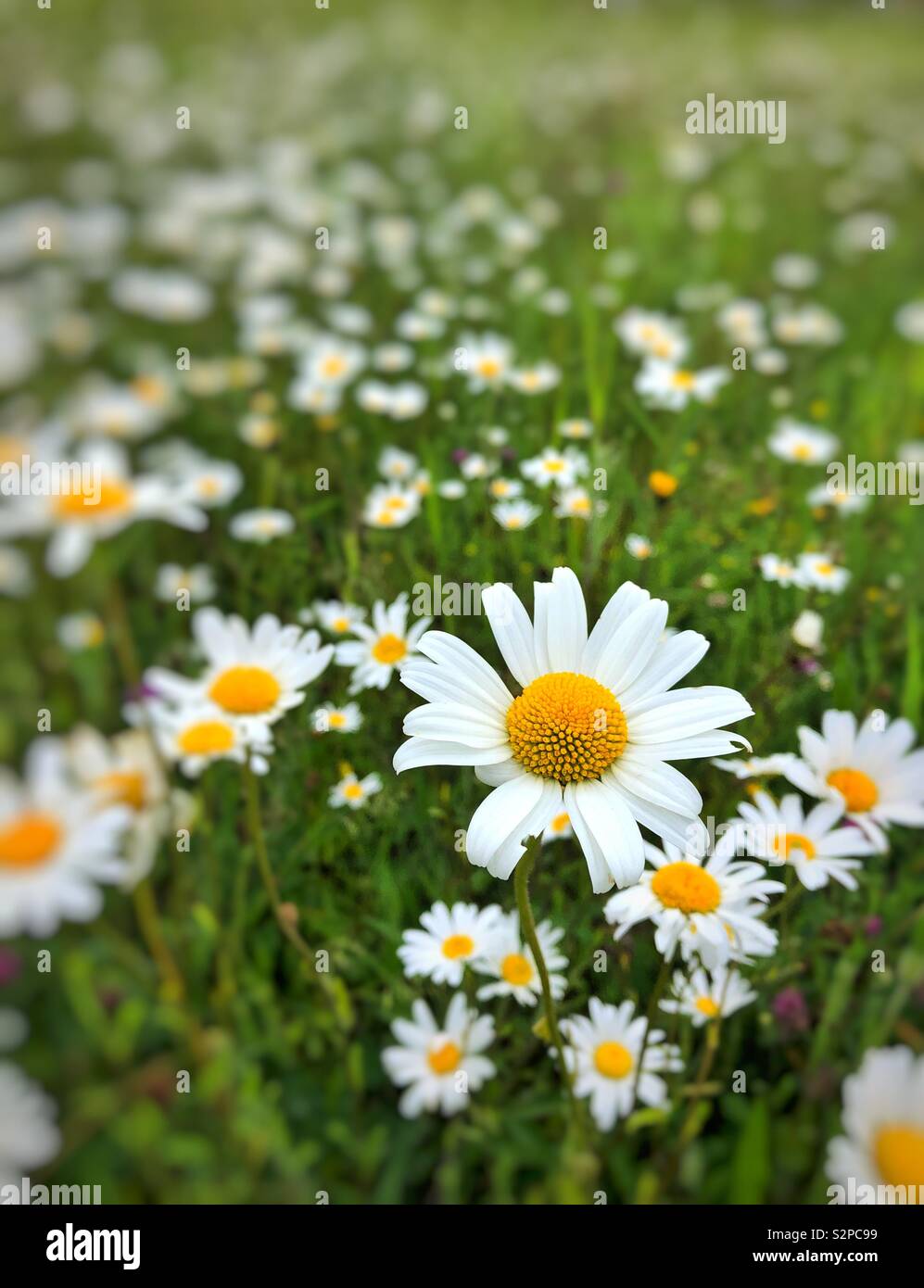 Ox-eye daisies (Leucanthemum vulgate) or dog daisies growing on wasteland in South Wales. - Smartphone Captured Stock Image