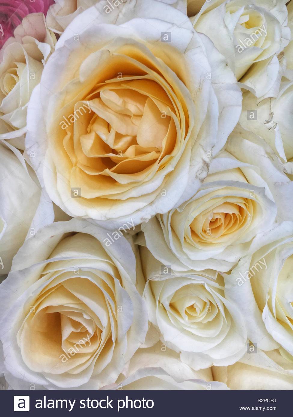 Bouquet of fresh white roses in full bloom. Stock Photo