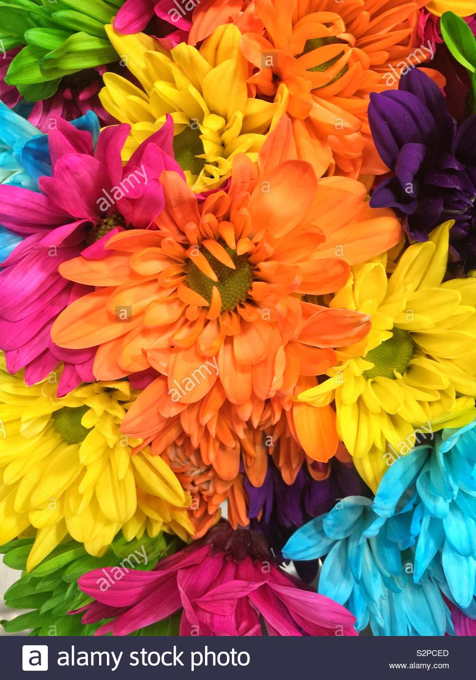 Beautiful bouquet of fresh brightly colored daisies and chrysanthemums in full bloom. Stock Photo